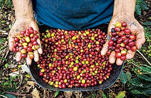 Weighing it up.. A majority of coffee growers still struggle to make a livable profit